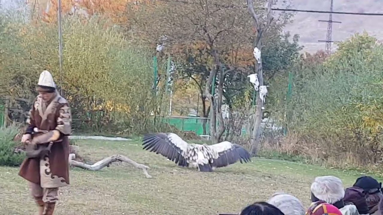 A show with Himalayan griffon vulture