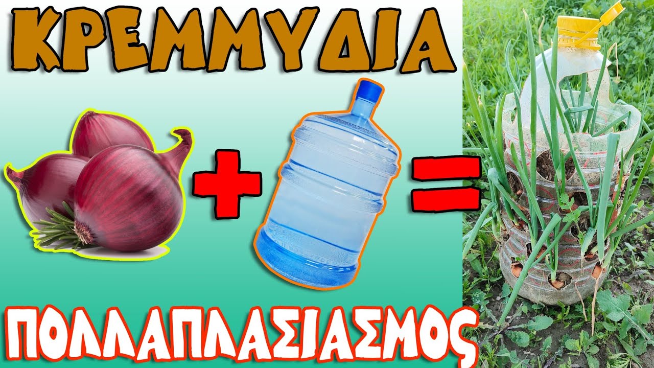 🧅ΚΡΕΜΜΥΔΙΑ σε Πλαστική Φιάλη, Κάθετη φύτευση. Πώς φυτεύουμε κρεμμύδια για γρήγορη ανάπτυξη!