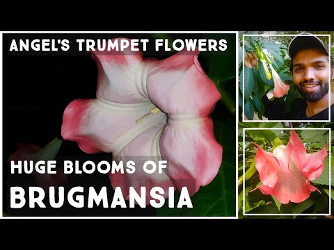 Video: Brugmansia E Kuqe E Gjakut