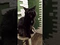 Кот Морган! 🤪😸#cuteanimal #funnyanimals #cat # catlove#sorts #bestcat#funny #