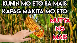 MUTYA NG MAIS / LESO NG MAIS NAGING BATO / Agimat13_jf