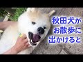 友だちを作る名人♡ 大好きな人たちに囲まれる秋田犬パティの日課とは