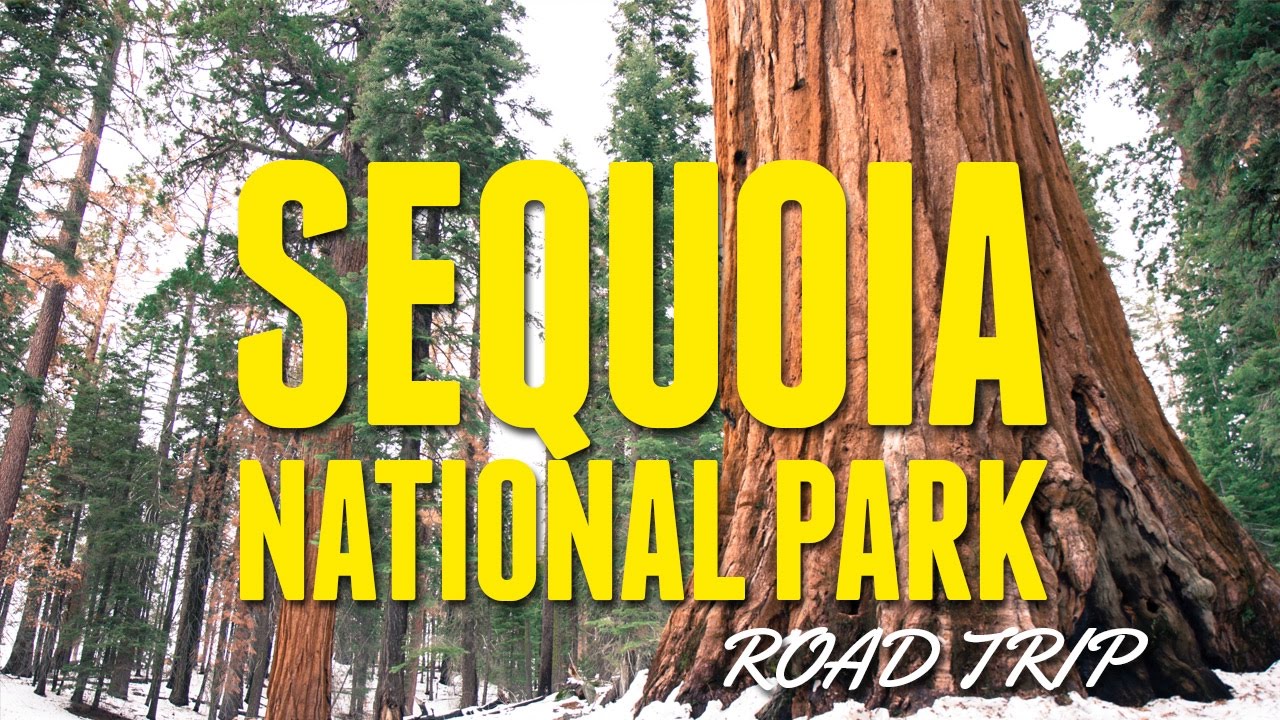 Road Trip To Sequoia National Park YouTube
