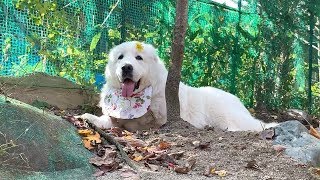 お散歩に穴掘り...町の家でも忙しいルンルンです　Great Pyrenees　グレートピレニーズ