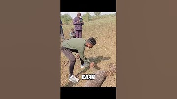 Why Do People Risk Catching Pythons?! 🐍💰 #shorts #python #wildlife"