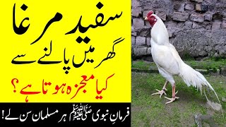 According To Islam Keeping A White Rooster In The House | Ghar Main Safid Murgha Palna | Nabi saw