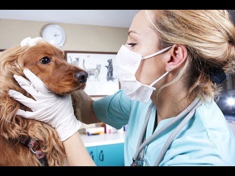 Video: Физикалык экзамендин анатомиясы: ветеринардын келечеги