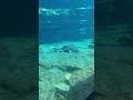 Sea creatures at Seaworld #dolphin #shortvideo #seacreatures #subscribers #turtle #seaworld
