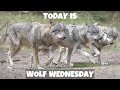 Today is Wolf Wednesday
