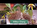 Bulbophyllum Wilbur  Chang..  Пересадка и деление. 1 часть