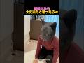 猫同士なら大丈夫だと思ったらｗ