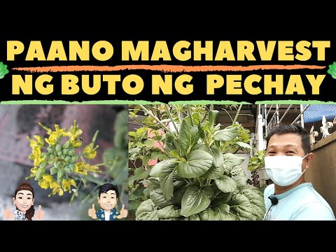 Video: Pag-save ng Binhi ng Basil - Paano Mag-ani ng Mga Buto ng Basil Mula sa Mga Halaman