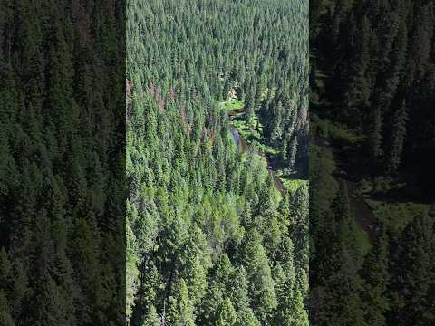 Red snags in the timber, North Idaho