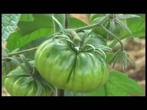 Video: Enrejado Para Tomates (22 Fotos): Tomates De Liga En Campo Abierto Y En Invernadero. ¿Cómo Hacer Un Enrejado De Bricolaje Con Tuberías De Plástico?