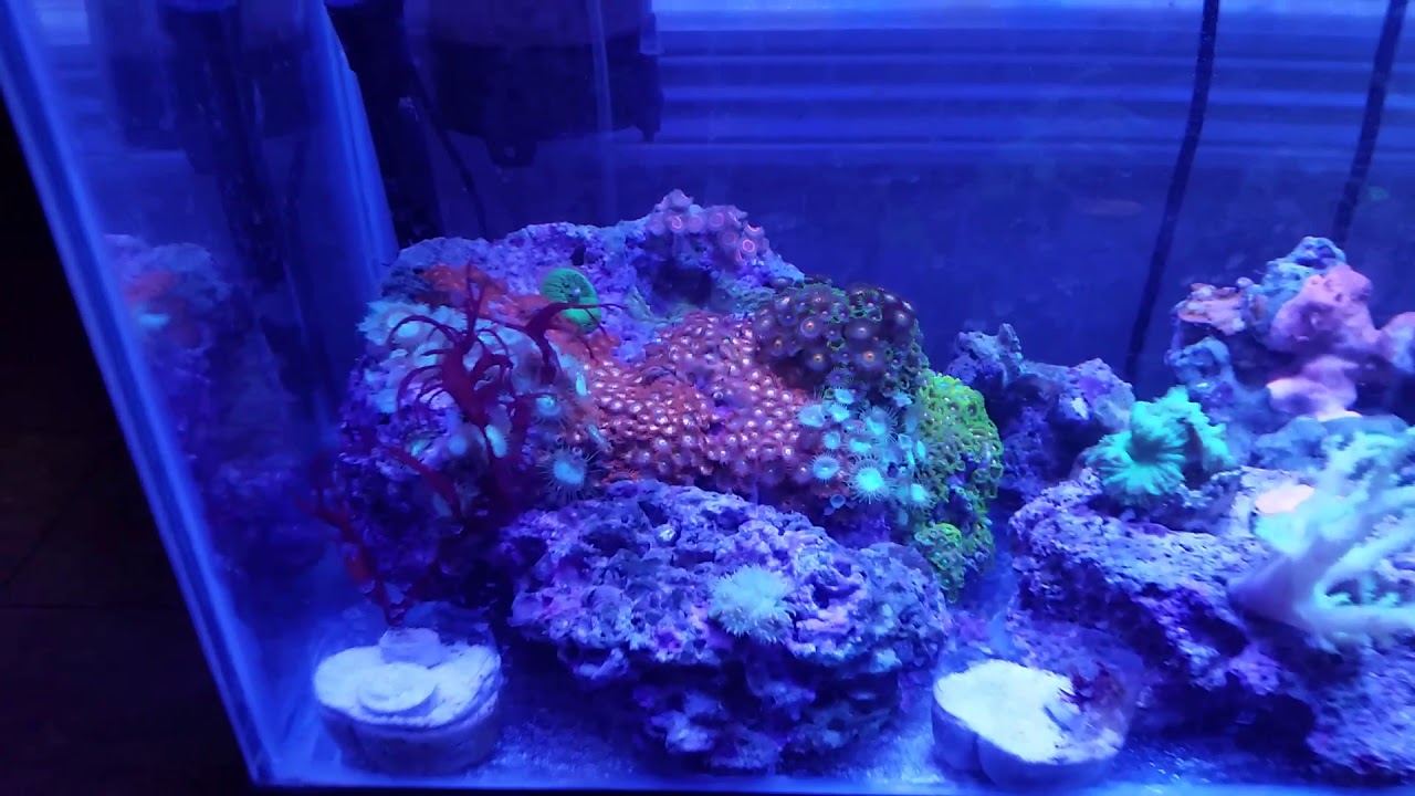 Installed LED's Above The Reef Holding Tank
