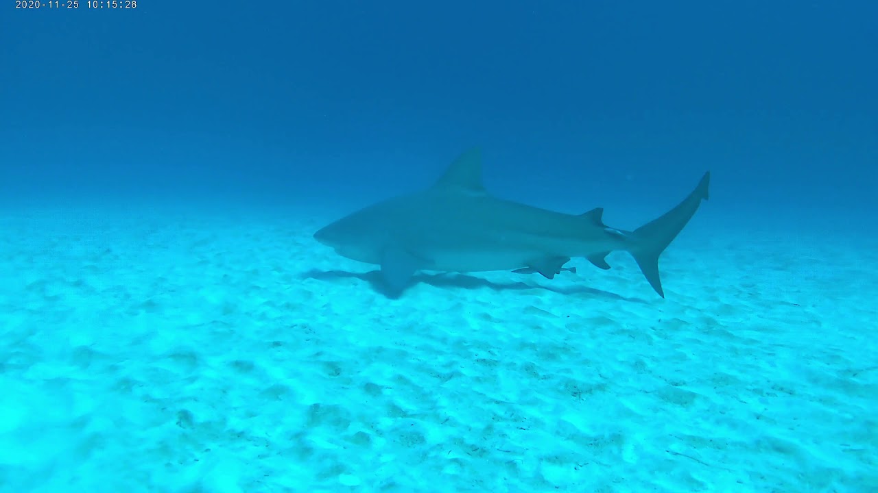 Diving with Bull Sharks in Playa del Carmen, Mexico - YouTube