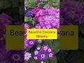 Best spring flowers- Cineraria ||#gardening #flower #trendingshorts