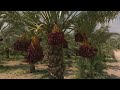 The Health Benefits of Red Dates – Nature’s Superfruit on the Palm