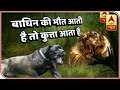 Italian Sniffer Dogs Hired To Hunt Killer Tigress In Yavatmal, Maharashtra | ABP News