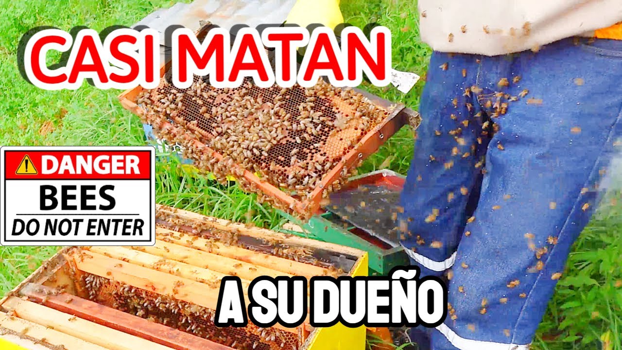 Abro colmenas abandonadas de abejas asesinas 😱 intento domarlas