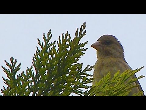 Zvonek zelený - The European greenfinch (Carduelis chloris)