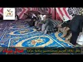 أفراح العرادات شمال سيناء 