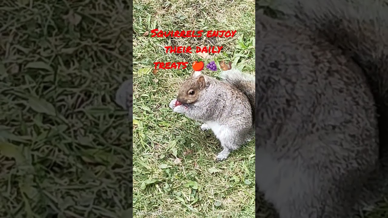 Watch Squirrels enjoy their daily treats 🍇🍎🐿️ on YouTube Watch Squirrels enjoy their daily treats 🍇🍎🐿️ on YouTube