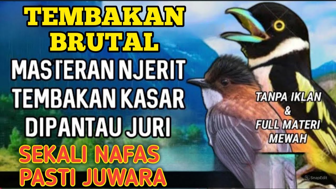 Jangan Diputar Sembarangan ❗ Masteran Ini Bikin Burung Ketagihan