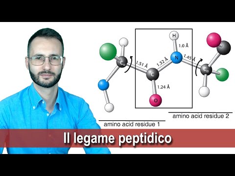 Video: I legami peptidici sono legami idrogeno?