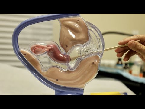 Cancer du col de l’utérus : le test VPH appelé à remplacer le test Pap