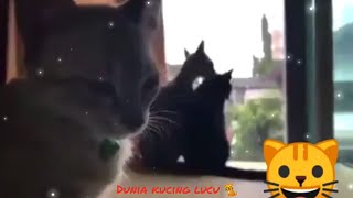 VIRAL!.. KOMPILASI KUCING KETAHUAN SELINGKUH?❤️😿 ||VOL.13