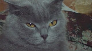 шотландские вислоухие котята ( Strelok and Nick ) 2017 !!!