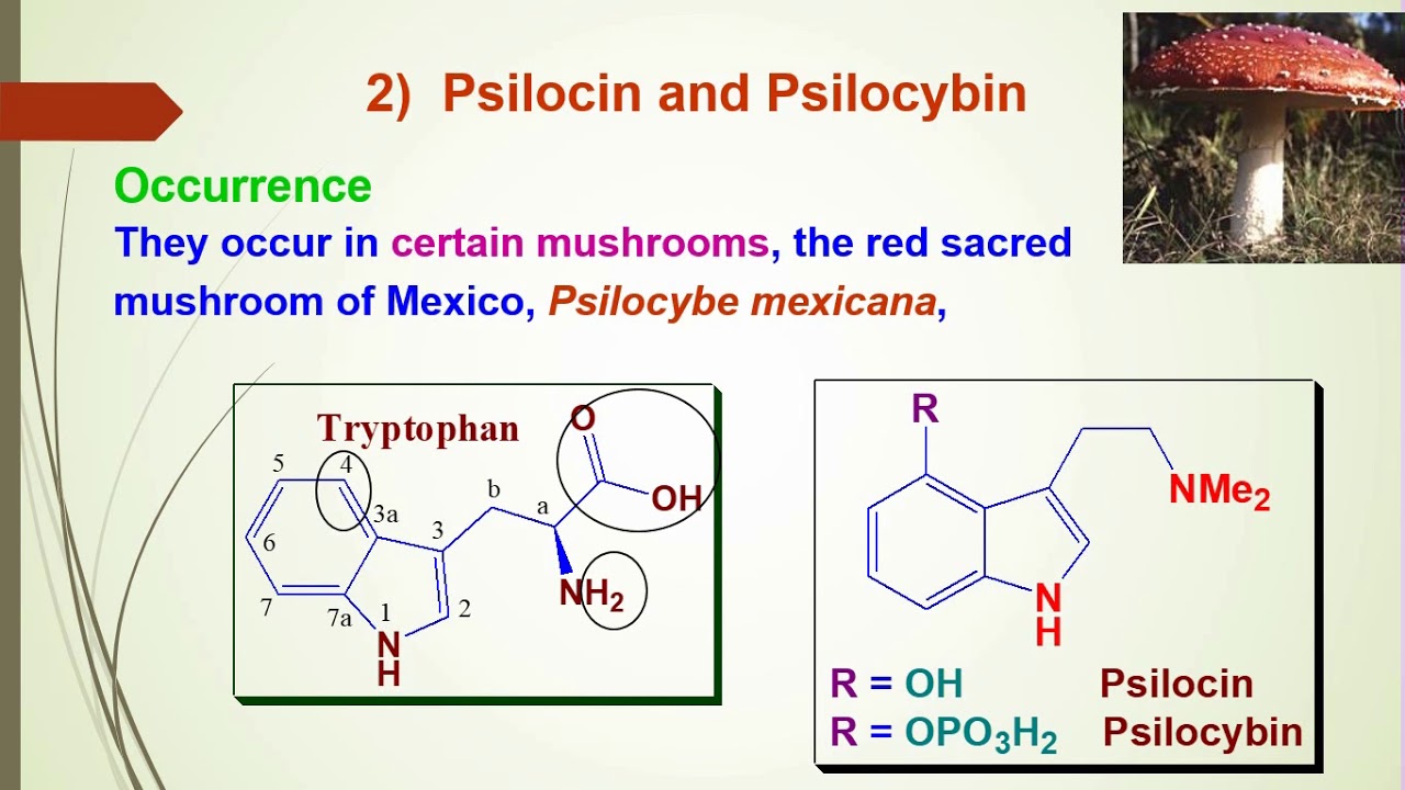 11  Phytochemistry  Alkaloids   Indole type