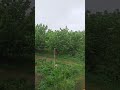 #music #nature #домбыраастана #folksong #chicken #тойбастарастана #automobile #food #flowers #ayam