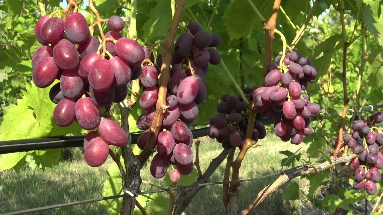 Виноград Богатяновскій: опис сорту, фото, відгуки