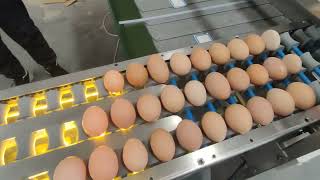 Commercial Egg Grader Machine - Part 2 - Australia