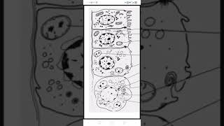 cell death part 1