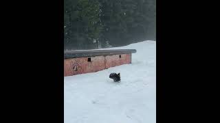 Bird slides down rail at ski slope (looks like a 50-50 grind)