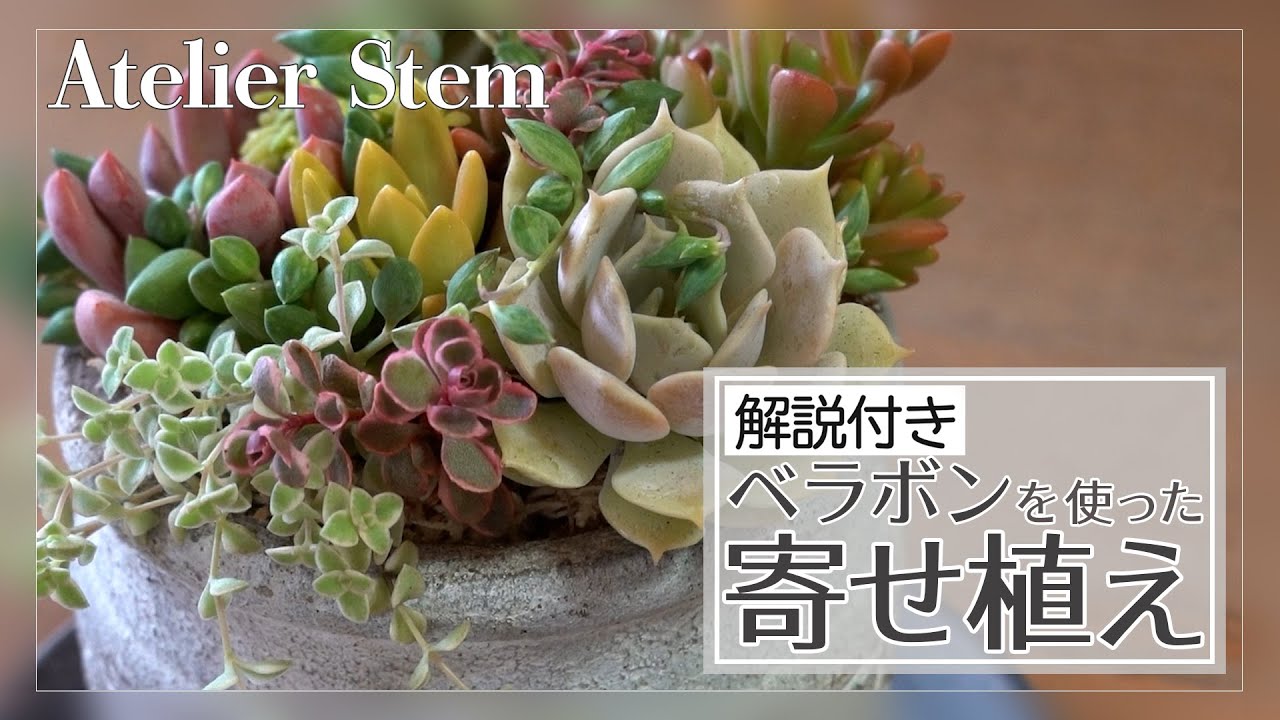 【多肉植物の寄せ植え(基本編)】ベラボン®プレミアムを使った多肉植物のブリコラージュ