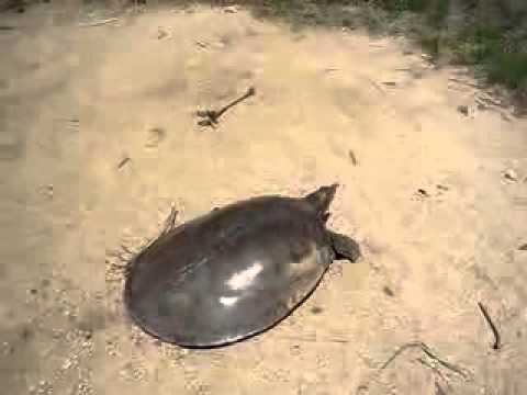 მსოფლიოში ყველაზე სწრაფი კუ