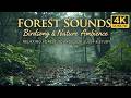 Forest Rain &amp; Birds 🌧️ Deep Relax (4K)
