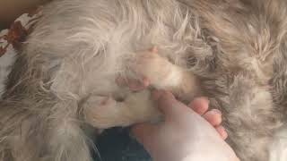 Cat give birth to 5 kitten's #cat #video by PETSLIFE CHANNEL 357 views 1 month ago 3 minutes, 46 seconds