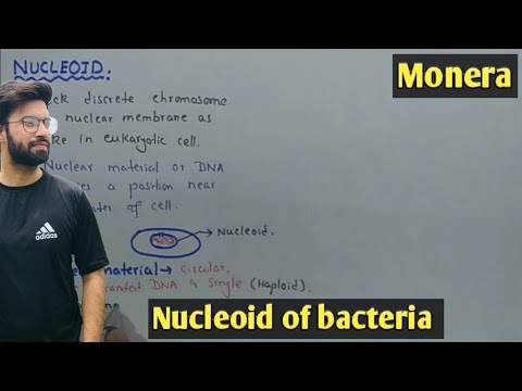 Nucleoid Structure And Functions | Bacteria | Class 11 Biology