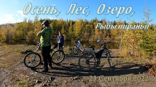 Осень, Лес, Озеро, Рыбы пираньи