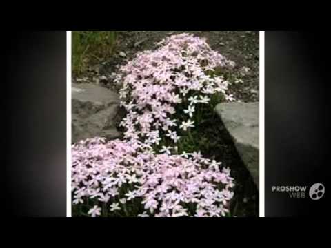 Rhodohypoxis - garden plants