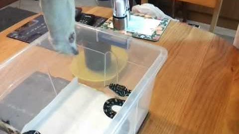 Diamond x Coastal Carpet Python Feeding 2