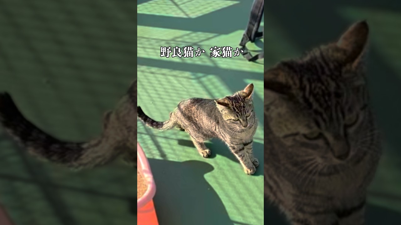Is Taro a stray cat? - YouTube