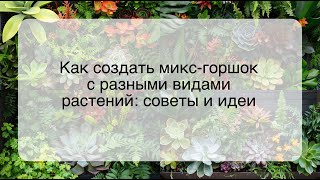 Как создать микс-горшок с разными видами растений: советы и идеи