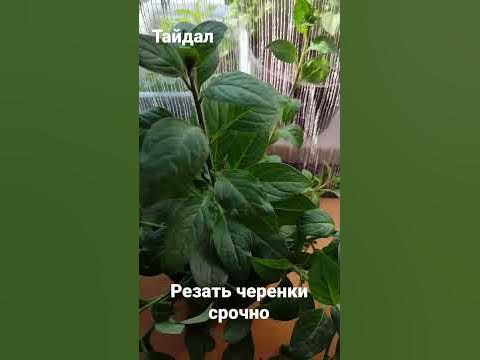 тайдал ред велюр, ух ты какой вымахал.... 😂 - YouTube