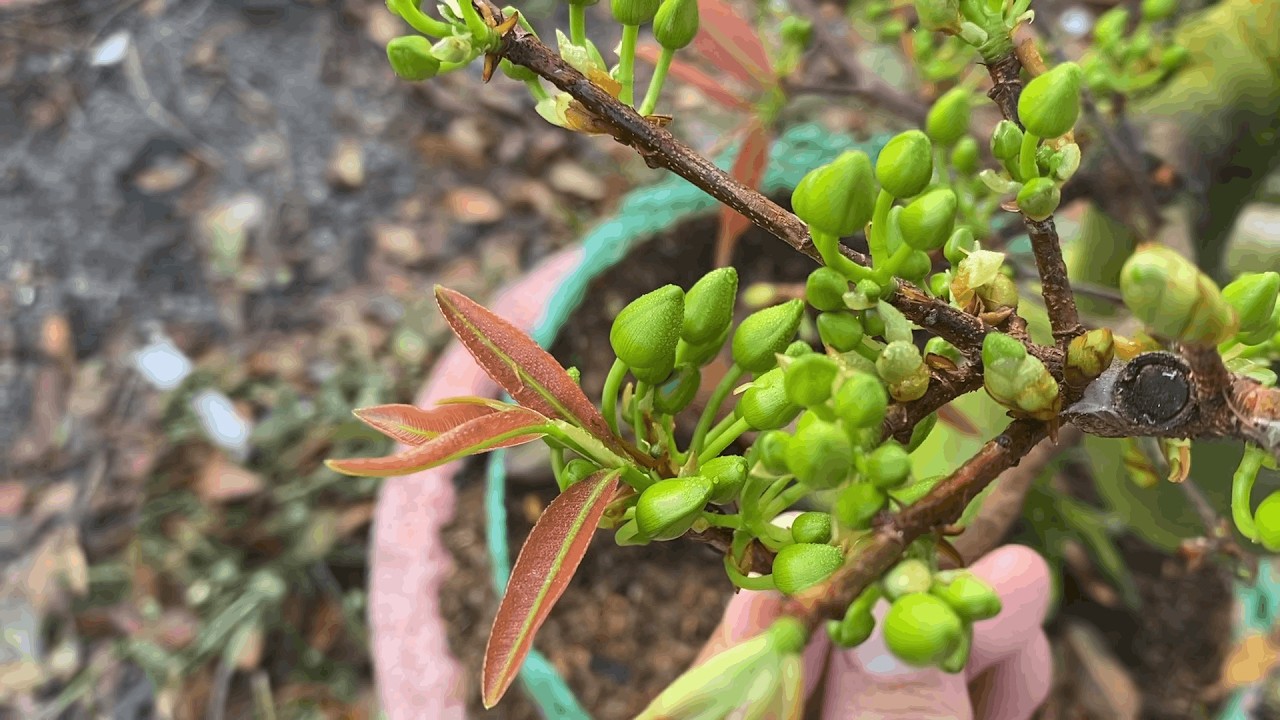 Cách xử lý lộc non, lá non của mai chơi Tết 